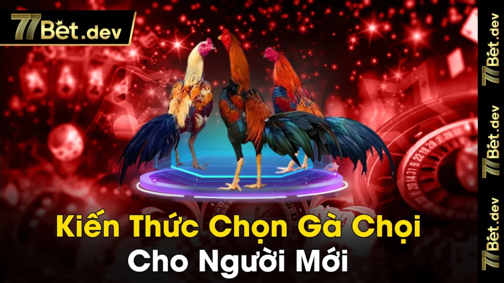 kiến thức chọn gà chọi 02